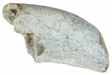 Megalosaurid Dinosaur (Afrovenator) Tooth - Niger #241146-1